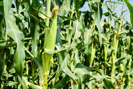 ripe corn soon to be harvest in the cornfield of Taiwan.の写真素材