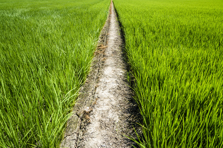 Rice crop soon to be harvestの写真素材