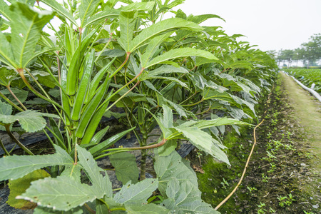 Okra crop in fruiting stageの写真素材