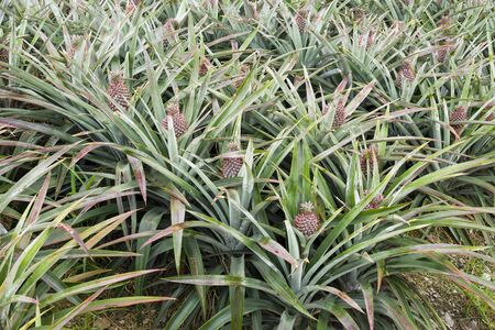 Pineapple in the fieldの写真素材