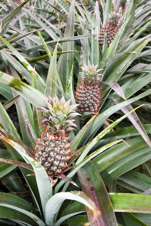 Pineapple in the fieldの写真素材