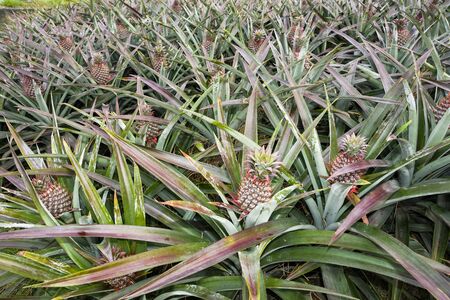 Pineapple in the fieldの写真素材