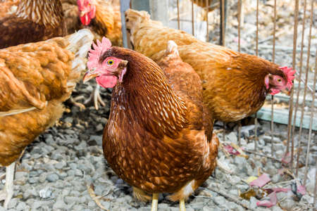 Chickens in the traditional free-range poultry farmの写真素材