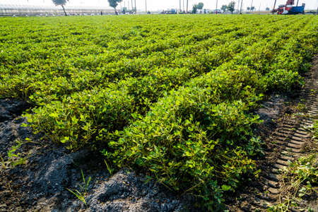 Peanut field with beautiful orange sun light. in Yunlin County, Taiwan.の写真素材