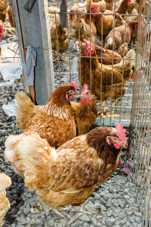 Chickens in the traditional free-range poultry farmの写真素材