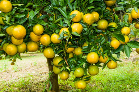 close-up of oranges fruit in the orchard, Taichung Taiwan.の写真素材