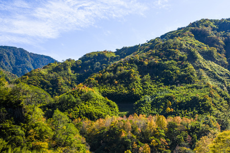 beautiful green forest with blue skyの写真素材