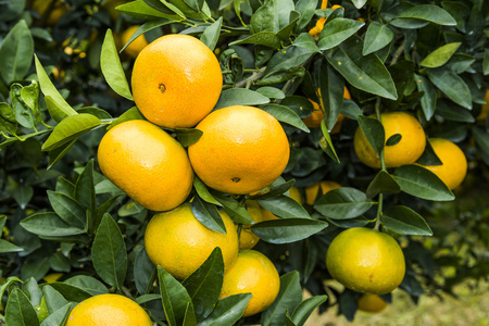 The fruit of the orange tree.の写真素材