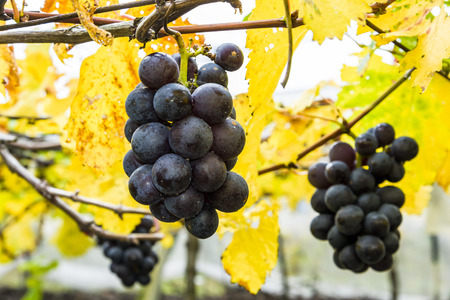 Ripe grapes in vineyardの写真素材