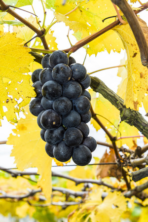 Ripe grapes in vineyardの写真素材