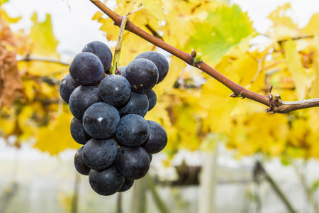 Ripe grapes in vineyardの写真素材