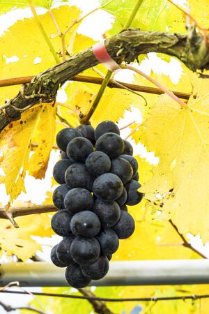 close-up ripe grapes in vineyardの写真素材