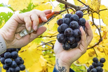 Young woman harvesting grapes in the vineyardの写真素材