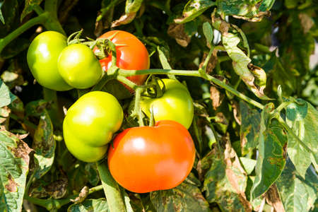 Branch of fresh tomatoes hanging on trees in the organic orchard.の写真素材