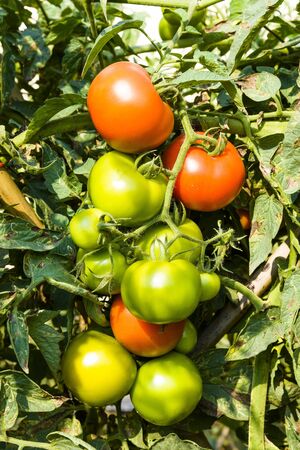 Branch of fresh tomatoes hanging on trees in the organic farm.の写真素材