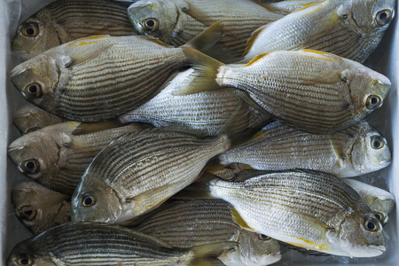 Fresh raw Fish at the fish market.の写真素材