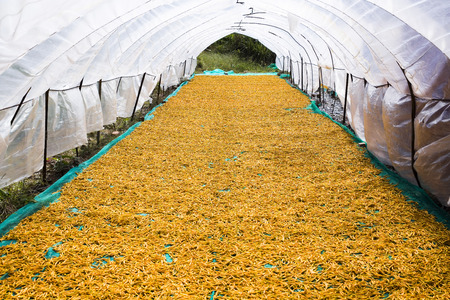 Drying daylily.の写真素材