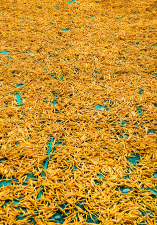 Drying daylily.の写真素材