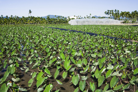 A close view of a taro fieldの写真素材