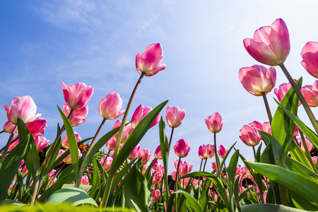 Tulip. Beautiful bouquet of tulips. Colorful tulips. Tulips in spring, colourful tulipの写真素材