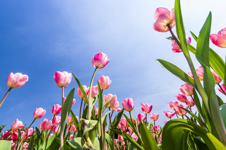 Tulip. Beautiful bouquet of tulips. Colorful tulips. Tulips in spring, colourful tulipの写真素材
