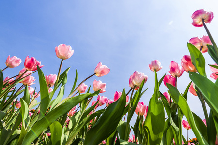Tulip. Beautiful bouquet of tulips. Colorful tulips. Tulips in spring, colourful tulipの写真素材