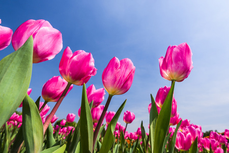 Tulip. Beautiful bouquet of tulips. Colorful tulips. Tulips in spring, colourful tulipの写真素材