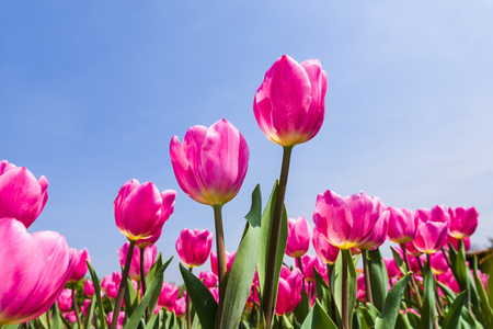 Beautiful tulip flower in the gardenの写真素材
