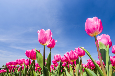Tulip. Beautiful bouquet of tulips. Colorful tulips. Tulips in spring, colourful tulipの写真素材
