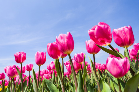 Beautiful tulip flower in the gardenの写真素材