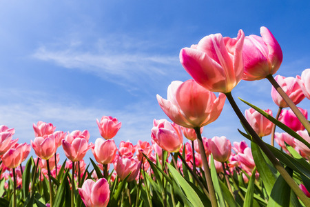 Tulip. Beautiful bouquet of tulips. Colorful tulips. Tulips in spring, colourful tulipの写真素材