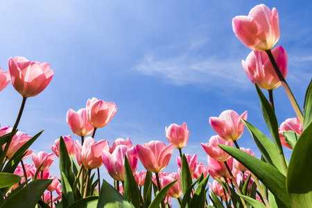 Tulip. Beautiful bouquet of tulips. Colorful tulips. Tulips in spring, colourful tulipの写真素材