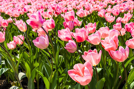 Tulip. Beautiful bouquet of tulips. Colorful tulips. Tulips in spring, colourful tulipの写真素材