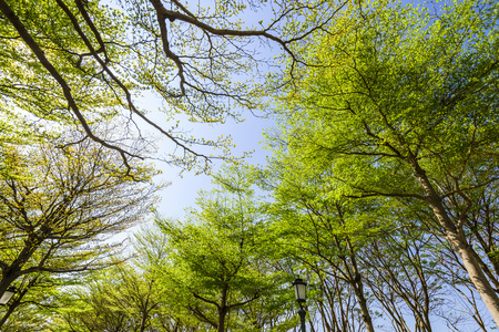Green trees with blue skyの写真素材