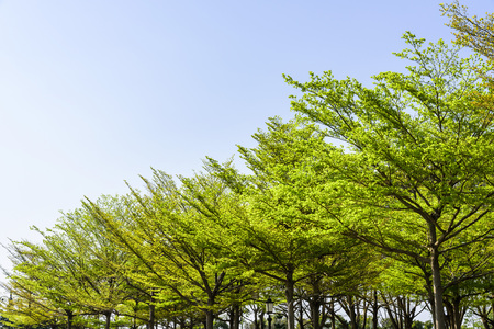 Green trees with blue skyの写真素材