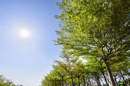 Green trees with blue skyの写真素材