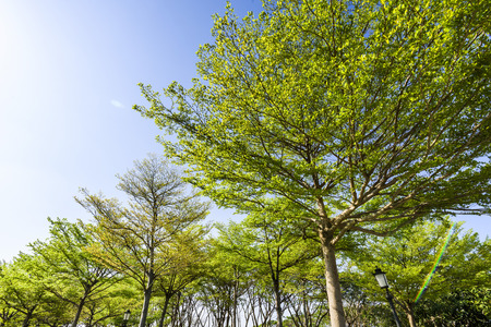 Green trees with blue skyの写真素材