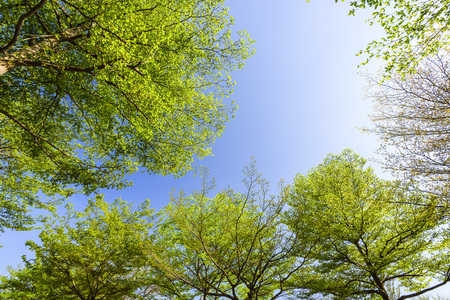 Green trees with blue skyの写真素材