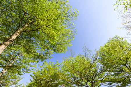 Green trees with blue skyの写真素材
