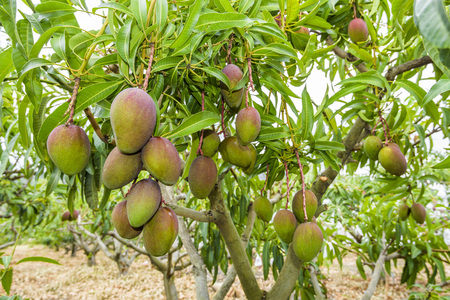 close up of mango fruit on a mango treeの写真素材