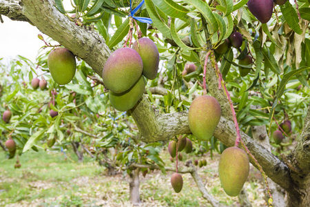 close up of mango fruit on a mango treeの写真素材