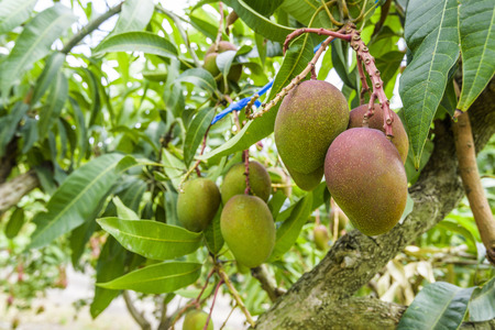 close up of mango fruit on a mango treeの写真素材