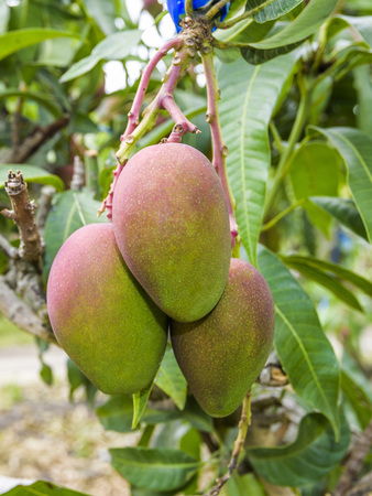 close up of mango fruit on a mango treeの写真素材
