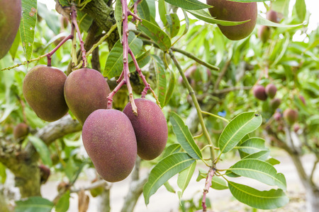 close up of mango fruit on a mango treeの写真素材