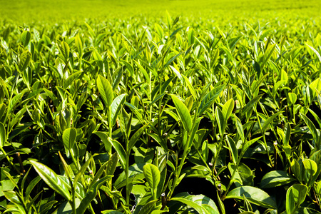 tea plantation in the mountaintopの写真素材