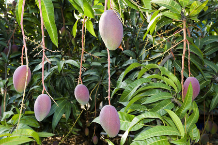 close up of mango fruit on a mango treeの写真素材