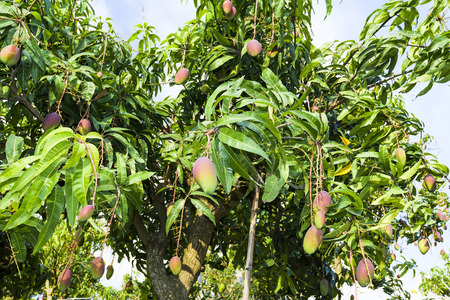 Mango fruit on a mango treeの写真素材