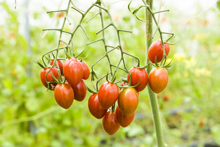 Branch of fresh cherry tomatoes hanging on trees in organic farm.の写真素材