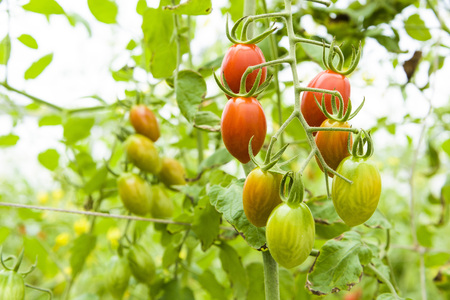 Branch of fresh cherry tomatoes hanging on trees in organic farm.の写真素材