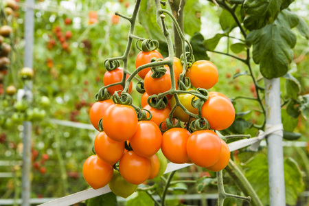 Branch of fresh cherry tomatoes hanging on trees in organic farm.の写真素材